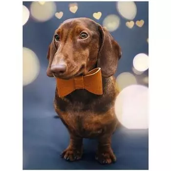 5D DIY Алмазная картина собака Набор для вышивки крестом Мозаика Алмазная вышивка Роза Полный круглый/квадратный дрель Украшение дома Round 20x30cm