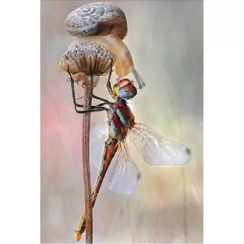 5D DIY Алмазная картина Стрекоза и Улитка Набор для вышивки крестом Мозаика Алмазная вышивка Роза Полный круглый/квадратный дрель Украшение дома Round 20x30cm