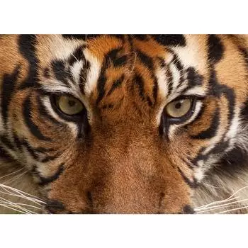5D DIY Алмазная картина Тигр со стразами, животное, художественная картина, набор для вышивки крестом, полная алмазная вышивка, мозаика, подарок, домашний декор Full Round 20x30CM