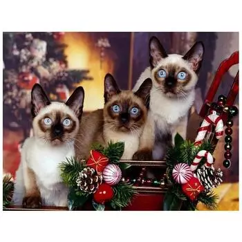 5D DIY Алмазная картина Три котенка Алмазная вышивка Полный мозаичный набор Наборы для вышивки крестом Домашний декор Подарки ручной работы Round 20x30cm