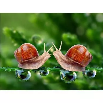 5D Diy Алмазная картина Улитки Алмазная вышивка Крестом Домашний декор Подарки ручной работы Round 20x30cm