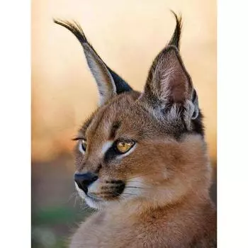 5D DIY Алмазная картина Ушастый кот Алмазная вышивка Мозаика Вышивка крестиком Декор со стразами 20X30CM