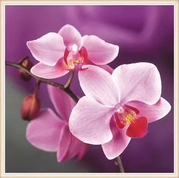 5D Diy Алмазная картина Вышивка крестиком Цветочные стразы Незаконченное украшение дома 30X30CM