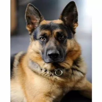 5d Diy Алмазная картина Вышивка крестиком Круглые животные Овчарка Собака Картина Алмазная вышивка Наклейка 20X30CM