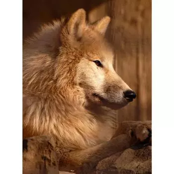 5d Diy Алмазная картина Вышивка крестиком Полный дрель Стразы Вышивка Европейская мозаика Подарок Домашний декор Full Round 20X30CM