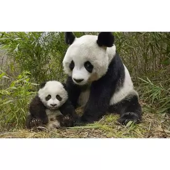 5D Diy Алмазная картина Вышивка крестиком Животное Алмазная вышивка Мозаика Европейская Украшение дома 20X30CM