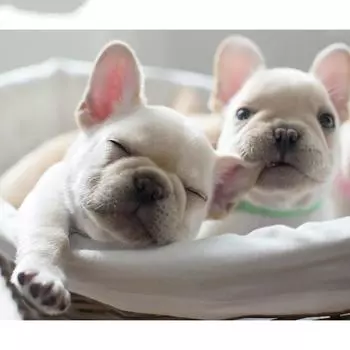 5D Diy Алмазная картина Вышивка крестиком Животное Алмазная вышивка Мозаика Европейская Украшение дома 20X30CM