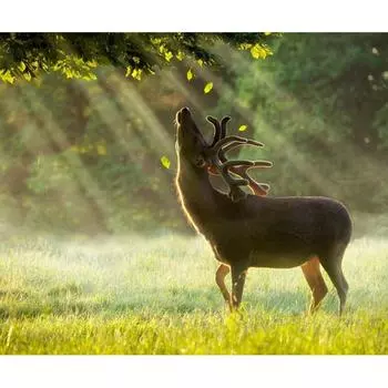 5D Diy Алмазная картина Вышивка крестиком Животное Алмазная вышивка Мозаика Европейская Украшение дома 20X30CM