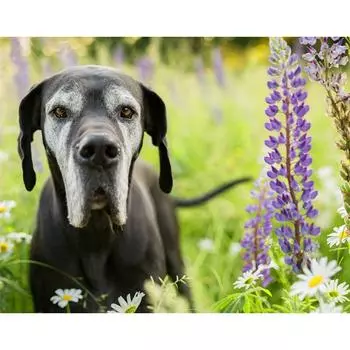 5D Diy Алмазная картина Вышивка крестом Дог Полный круглый Алмазная вышивка 20X30CM