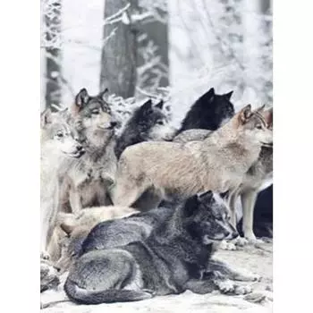 5D Diy Алмазная картина Вышивка крестом Полный квадрат Алмазная вышивка Мозаика комплект Картина Настенные искусства Full Round 20X30CM