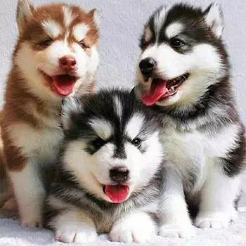 5D DIY Алмазная картина Вышивка крестом Полный круглый дрель Хаски Алмазная мозаика Домашний декор Картины Full Round 30X30CM