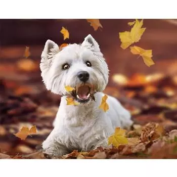5D Diy Алмазная картина Вышивка крестом Вест-хайленд-уайт-терьер Полная круглая алмазная вышивка 20X30CM