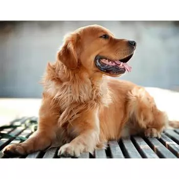 5D Diy Алмазная картина Вышивка крестом Желтая собака Полная круглая алмазная вышивка 20X30CM