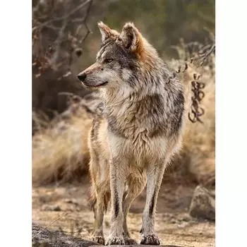 5d Diy Алмазная картина вышивка крестом полный квадратный сверло алмазная вышивка картина украшение стены дома Full Round 20X30CM