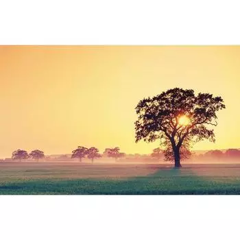 5D DIY Алмазная картина Закат Дерево Алмазная Алмазная вышивка Полный мозаичный набор Наборы для вышивки крестом Домашний декор Подарки ручной работы Round 20x30cm