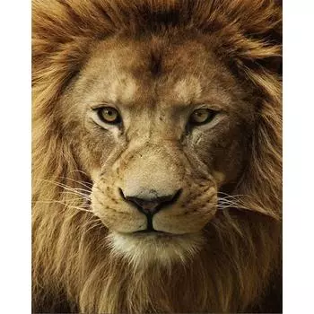 5D DIY Алмазная картина Животное Африка Лев Алмазная вышивка Крест Стежок Главная Украшение 20X30CM