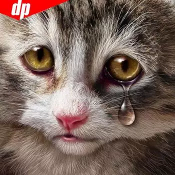 5D DIY Алмазная картина Животное Кошка Полный круглый горный хрусталь Картина Вышивка 30x30