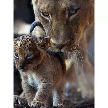 5D Diy Алмазная картина Животное Лев Алмазная вышивка Наборы для вышивки крестом Домашний декор Подарок ручной работы Round 20x30cm