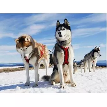5D DIY Алмазная картина Животное собака Снежное поле Алмазная вышивка Крестиком Наклейки на стену Декор Подарок 20X30CM