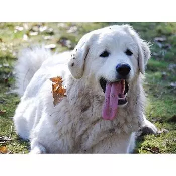 5d Diy Алмазная картина Золотой ретривер Собака Вышивка крестиком Полная алмазная вышивка Алмазные картины 20X30CM