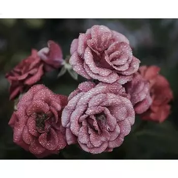 5D DIY Алмазная Росинка Цветы Алмазная Мозаика Вышивка Крестом Горный Хрусталь Украшения 20X30CM