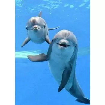 5D DIY Алмазная вышивка Дельфин Алмазная картина Вышивка крестом Полный алмаз Алмазная мозаика Украшение дома Full Round 20X30CM