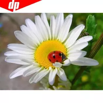 5D DIY Алмазная вышивка Подсолнух Полный дисплей Алмазная картина Вышивка крестом Изображение 20X30CM
