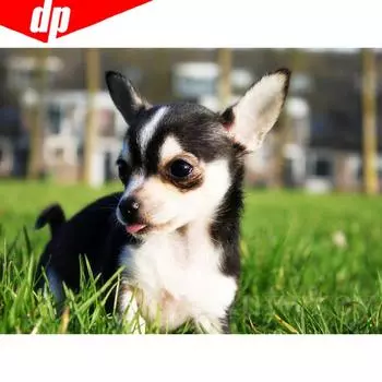 5D DIY Алмазная вышивка Распродажа Полный круглый Стразы Изображение животного Собака Алмазная мозаика Вышивка крестом 20X30CM