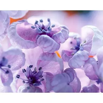 5D DIY Алмазная вышивка Растения Цветы Наклейка на стену Полная круглая дрель 20X30CM