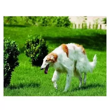 5D DIY Алмазная вышивка Русский Посо Волкодав Собака Алмазная картина Вышивка крестом 20X30CM