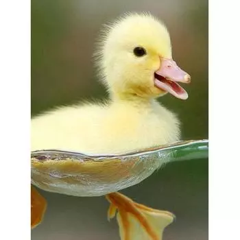 5D DIY Алмазная вышивка Желтая утка Вышивка крестом Мозаика Квадратный/круглый бриллиант Украшение для дома Full Square (20X30CM)