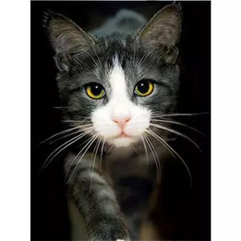 5D DIY Алмазная вышивка животное кошка мозаика узор алмазная картина вышивка крестом украшение дома 20X30CM