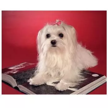 5d Diy Алмазная вышивка Животное Мальтийская собака Алмазная картина Вышивка крестом 20X30CM