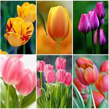 5D DIY алмазная живопись цветок набор для вышивки крестом полная алмазная вышивка цветы роза мозаика изображение стразы Декор подарок Full Round 20x30CM