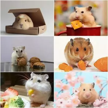 5d Diy алмазная живопись домашнее животное полный круглый хомяк Алмазная мозаика картина вышивка горный хрусталь домашний декор Full Round 20x30CM