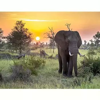 5D DIY алмазная живопись искусство животное слон вышивка крестиком мозаика со стразами распродажа Decortion 30x40 см/12x16 дюймов 30x40cm NO Frame