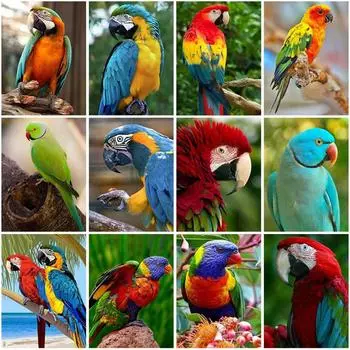 5D DIY алмазная живопись попугай полный круглый дрель птицы животные Алмазная вышивка крестиком мозаичные наборы подарок ручной работы Full Round 20x30CM