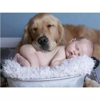 5D DIY алмазная живопись ребенок и собака набор для вышивки крестом мозаика Алмазная вышивка роза полная круглая/квадратная дрель украшение дома Round 20x30cm