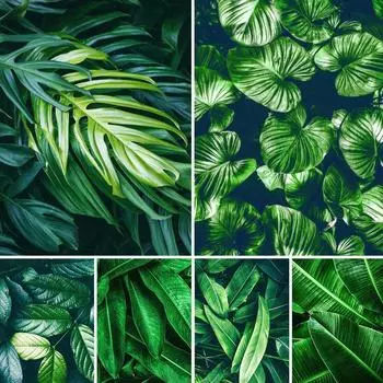 5D Diy алмазная живопись зеленые растения комплект для вышивки крестом полная квадратная вышивка мозаика художественная картина из страз домашний декор подарок Full Round 20x30CM