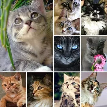 5D DIY алмазная живопись животное кошка полная круглая Алмазная вышивка мозаика горный хрусталь картина украшение мебели подарочный комплект Full Round 20x30CM