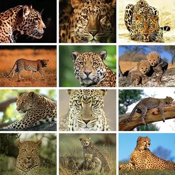 5D DIY алмазная живопись животное леопардовая картина полная алмазная вышивка мозаика картина набор для вышивки крестом украшение дома Full Round 20x30CM