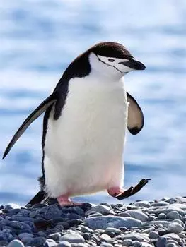 5D DIY алмазная живопись животное Пингвин полная дрель Алмазная вышивка мозаика вышивка крестиком художественная картина милый домашний декор ремесла Full Round 20x30CM