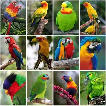 5D DIY алмазная живопись животное птица попугай полная дрель круглая Алмазная вышивка крестиком украшение домашний декор подарок Full Round 20x30CM