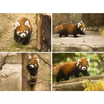 5D DIY алмазная живопись животное вышивка крестиком горный хрусталь фотографии полная алмазная вышивка енот набор крестиков домашний декор подарок Full Round 20x30CM