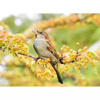 5D DIY Алмазная картина Птенец Вышивка Мозаика Вышивка крестом Декор Стразы 20X30CM