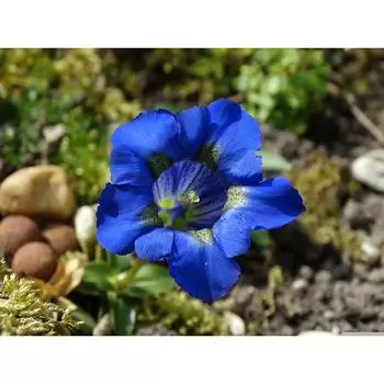 5D DIY Алмазная картина Синий цветок Алмазная вышивка крестом Стразы Мозаика Украшение 20X30CM