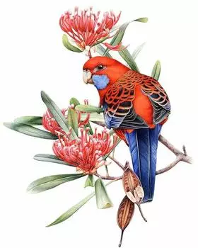 5d Diy Diamant Bird Алмазная вышивка Мультфильм Мозаика Украсить Broderies Алмазная живопись 20X30