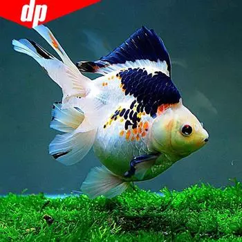 5D DIY Полный круглый Алмазная картина Животное Рыба Горный хрусталь Мозаика Алмазная вышивка 30x30CM