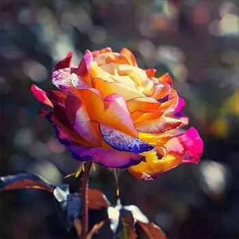 5D DIY Полный Круглый Дрель Алмазная Картина Роза Набор Домашний Декор Искусство Ремесло 30x30 см