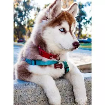 5D Diy Стразы Вышивка Алмазная картина Полный дрель Танцор Стены Искусства Мозаика Подарок Украшение дома Full Round 20X30CM